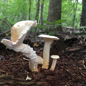 Meet your Posher, Abigail